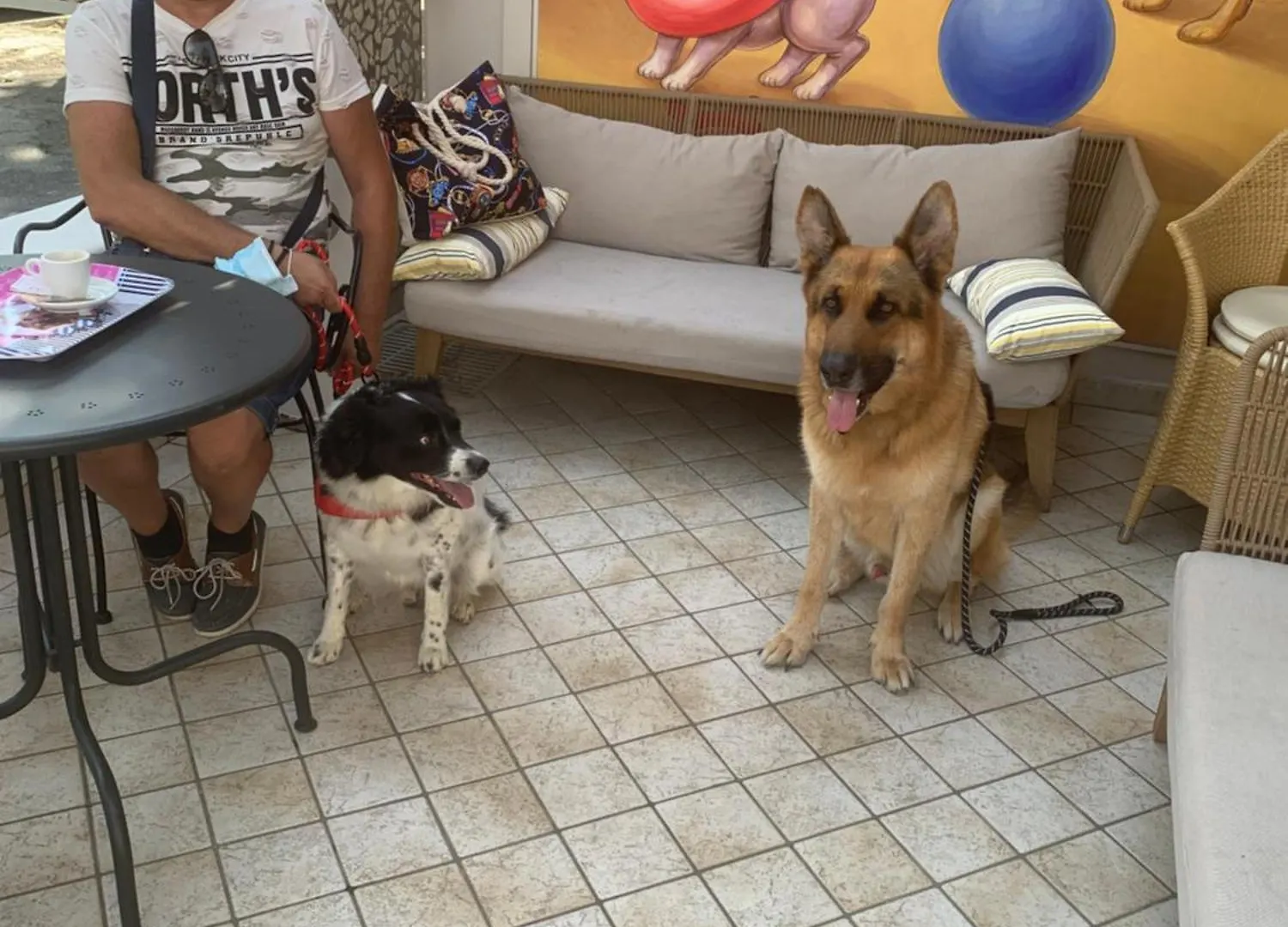 Pet Hotel Virginia - Hotel Per Cani Rimini 3*,